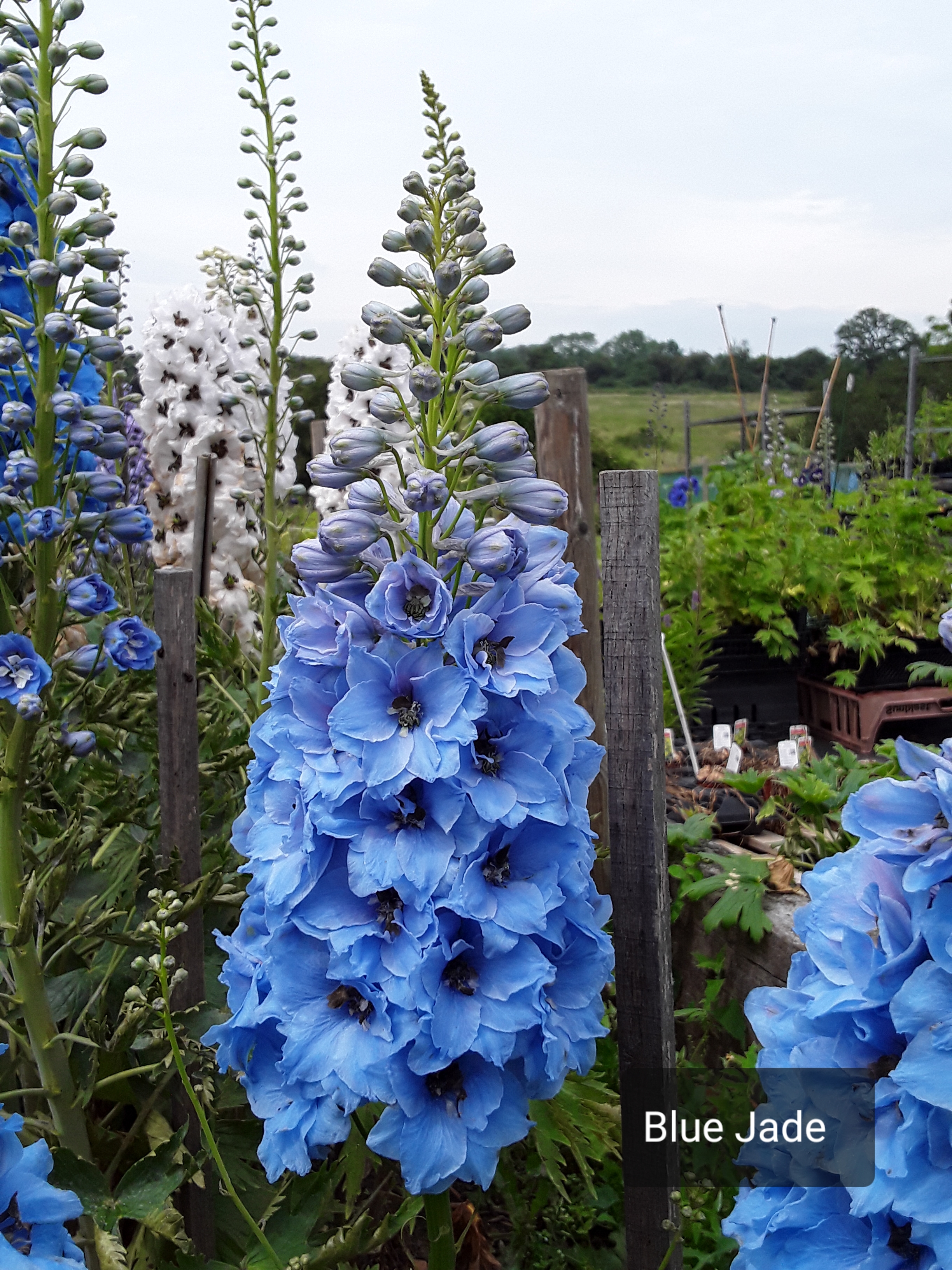 Blue-Jade