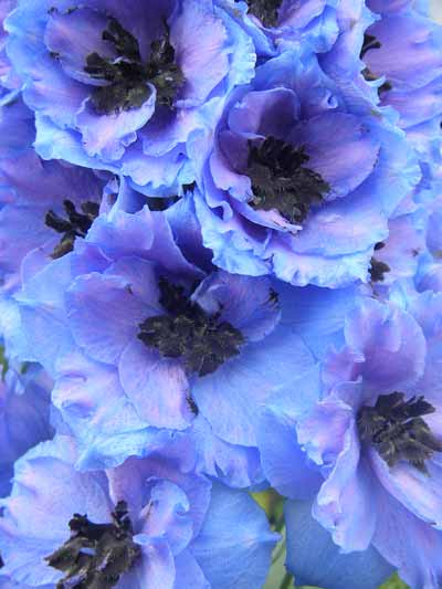 Blue Dawn