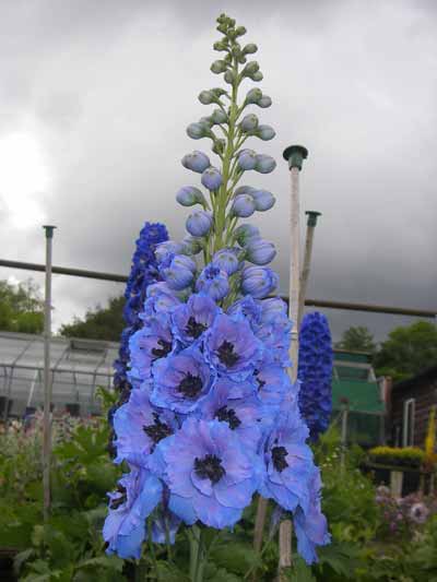 Blue Dawn