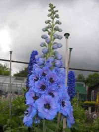 Blue Dawn