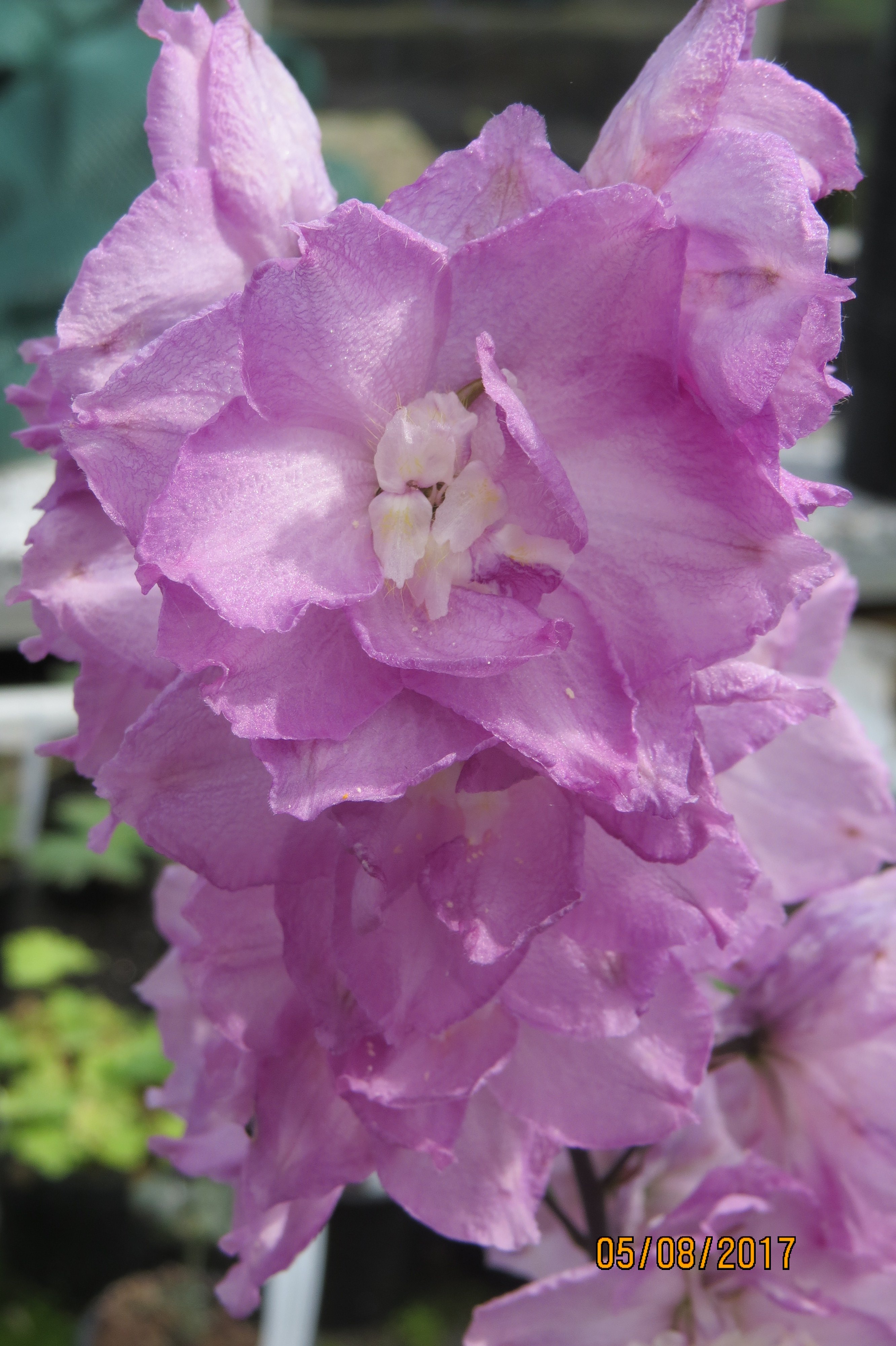 Cymbeline