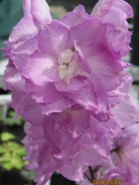 Cymbeline