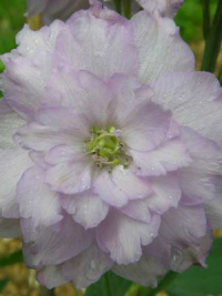 Pink Ruffles