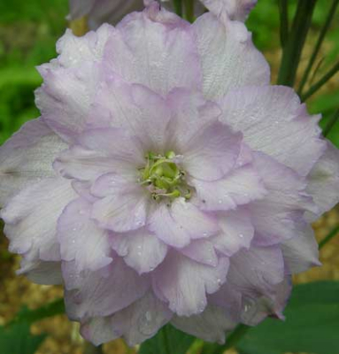 Pink Ruffles