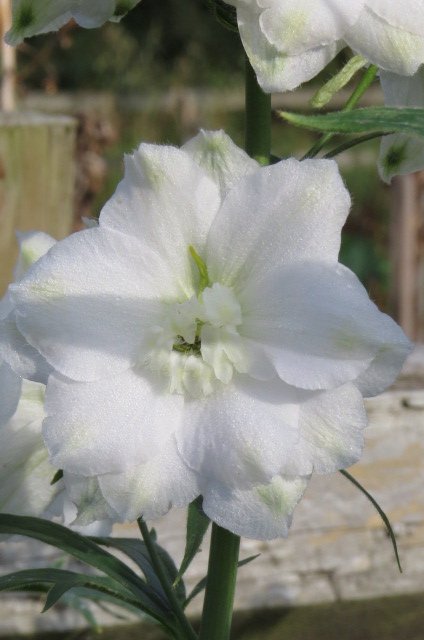 Elizabeth-Sahin