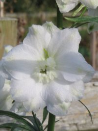 Elizabeth-Sahin