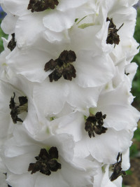 Lillian Bassett