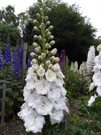 Norfolks-White