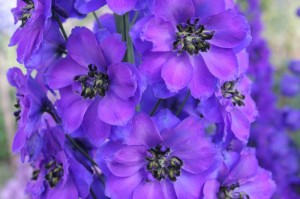 Link to Purple Delphinium Gallery