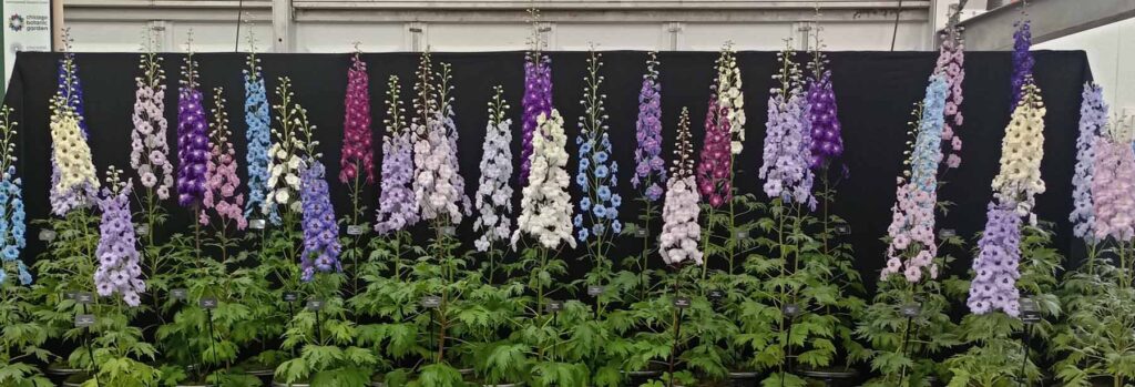 Delphiniums on display at Chelsea