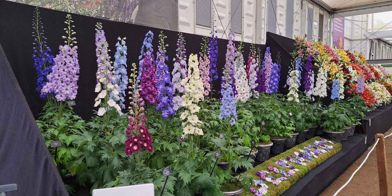 Delphinium's at the Chelsea flower show