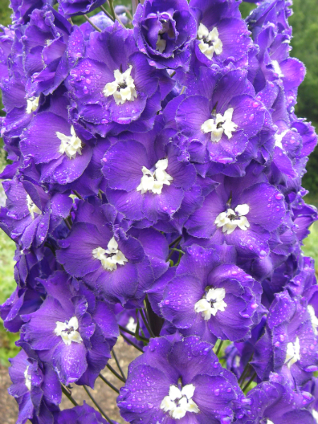 Summerfield Oberon Floret