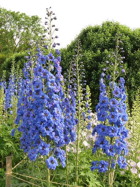 Dawn Chorus Delphinium