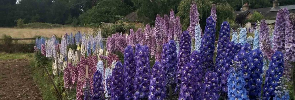 Image of the Delphinium Society Trial