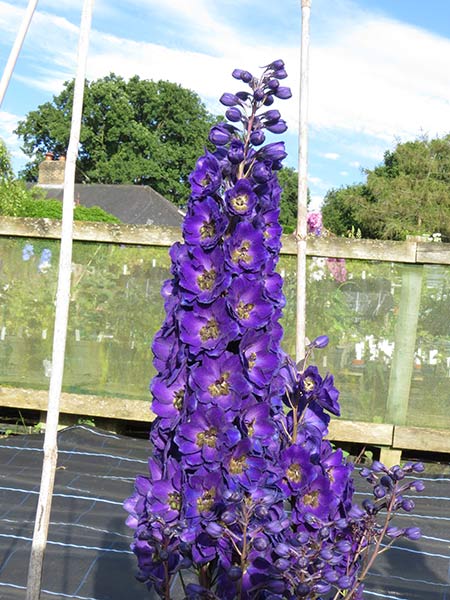 Regal Splendour Delphinium